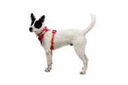 Dog Harness product image 28