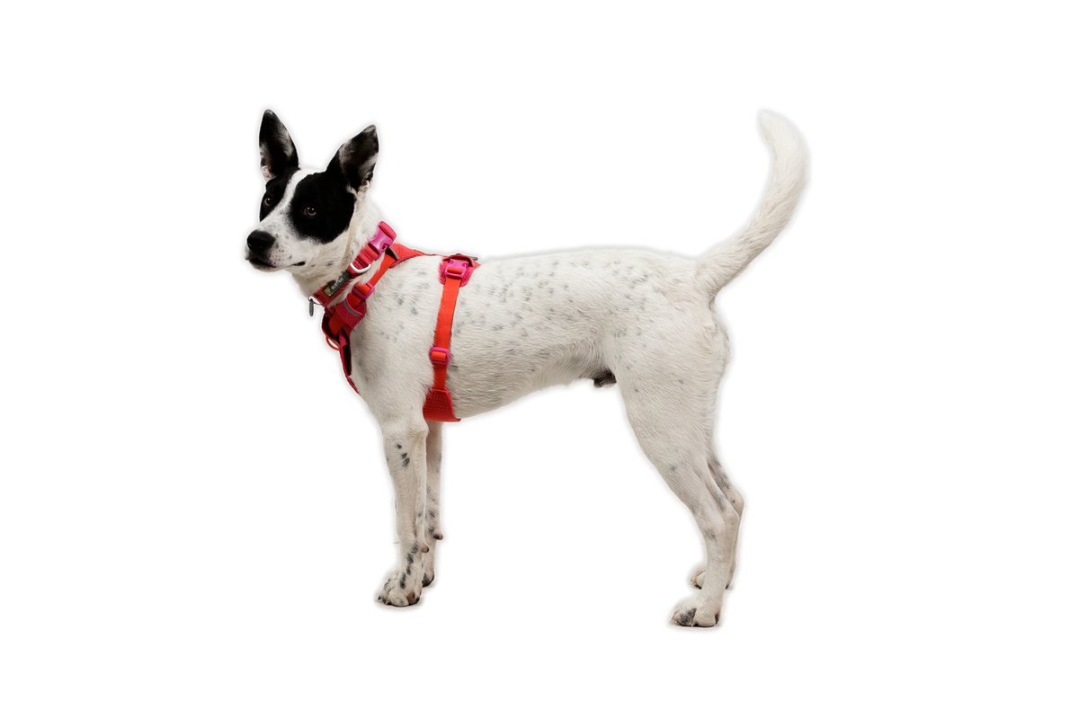 Dog Harness product image 28