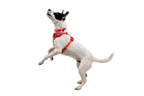 Dog Harness product image 29
