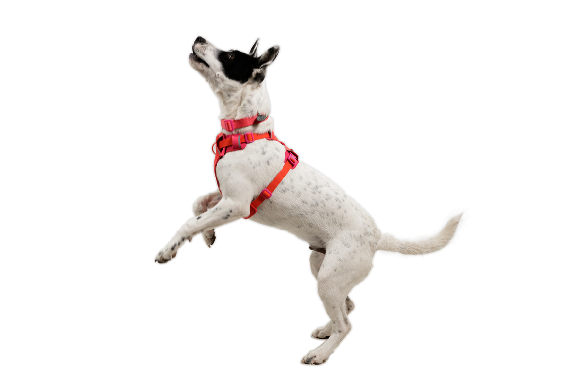 Dog Harness product image 29