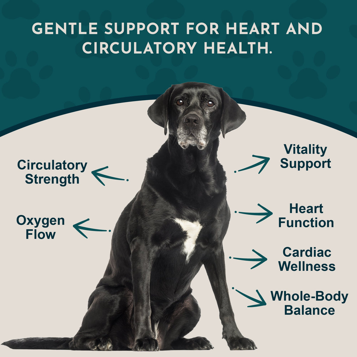 Herbal Pet Supplement product image 3