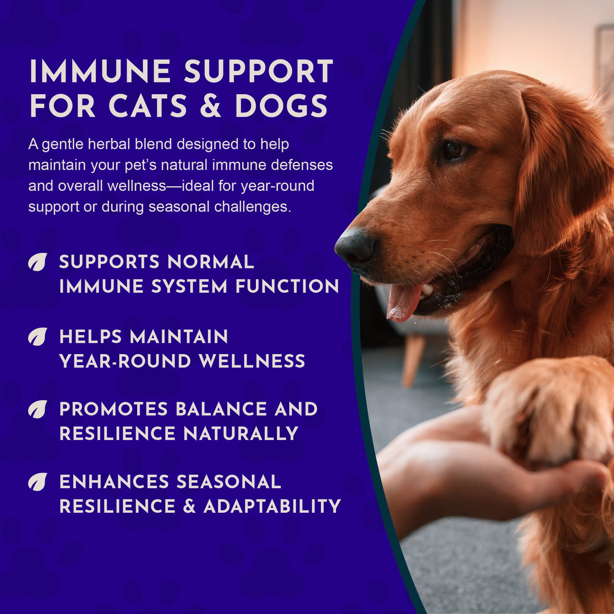 Herbal Immune Tonic product image 6