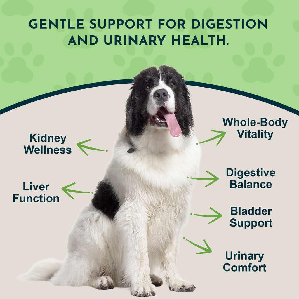 Dandelion Pet Tonic product image 3