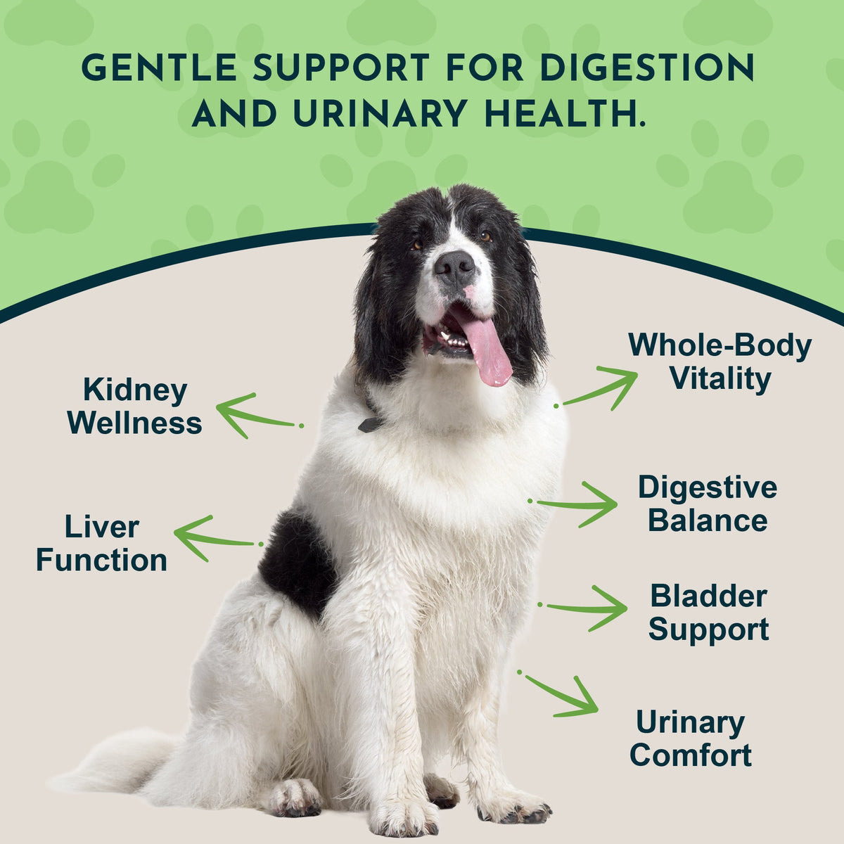 Dandelion Pet Tonic product image 3