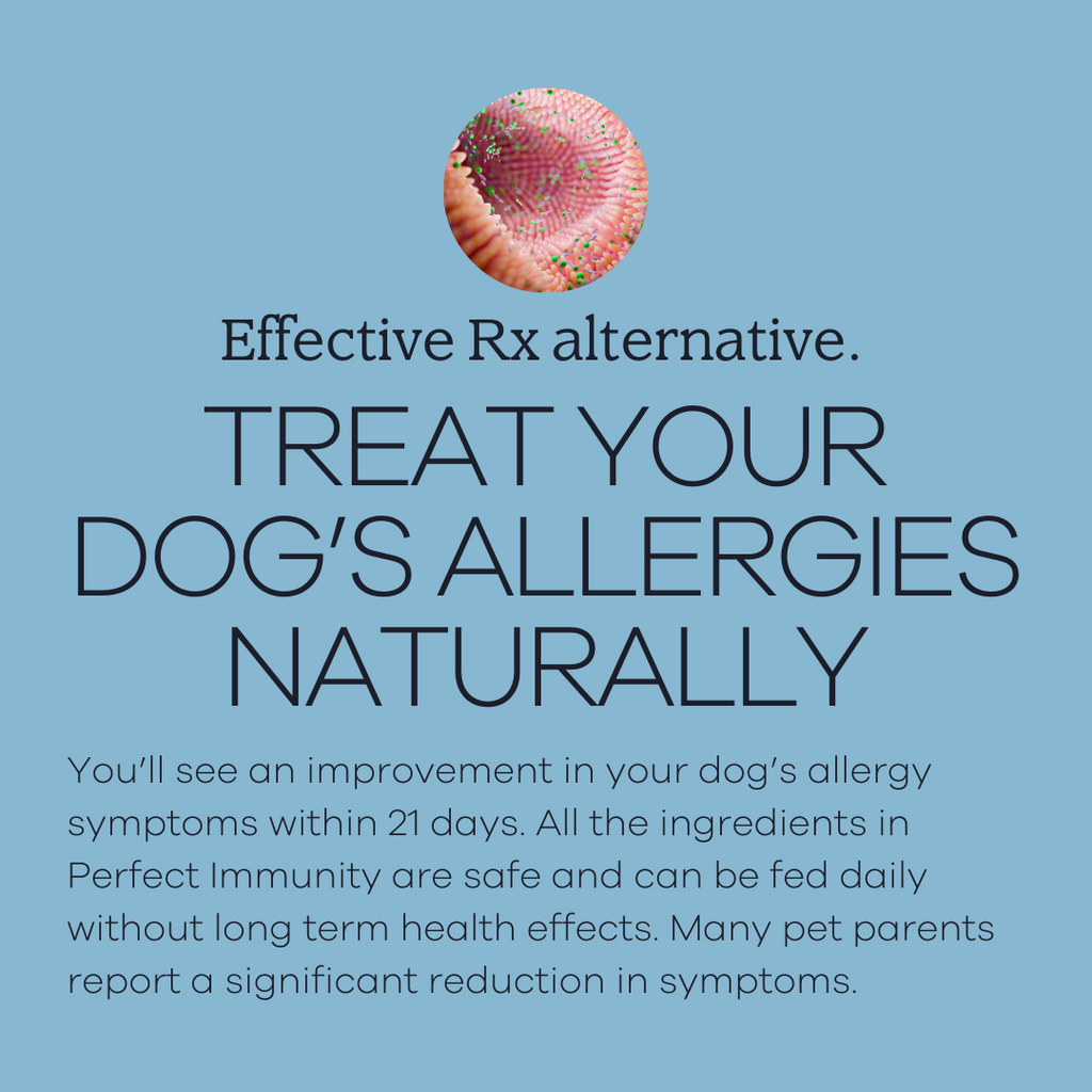 Dog Food product image 2