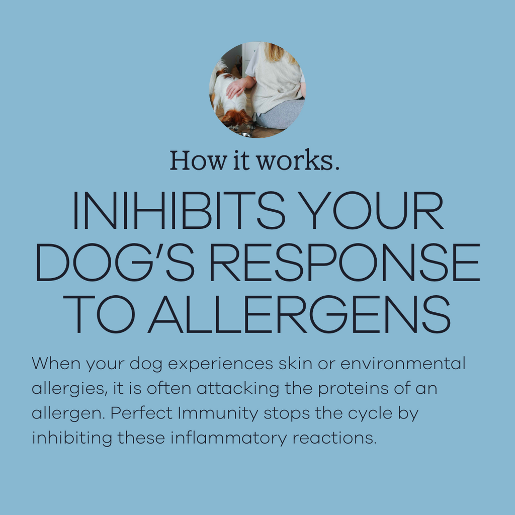 Dog Food product image 4