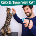 Cat Training Cards product image 9