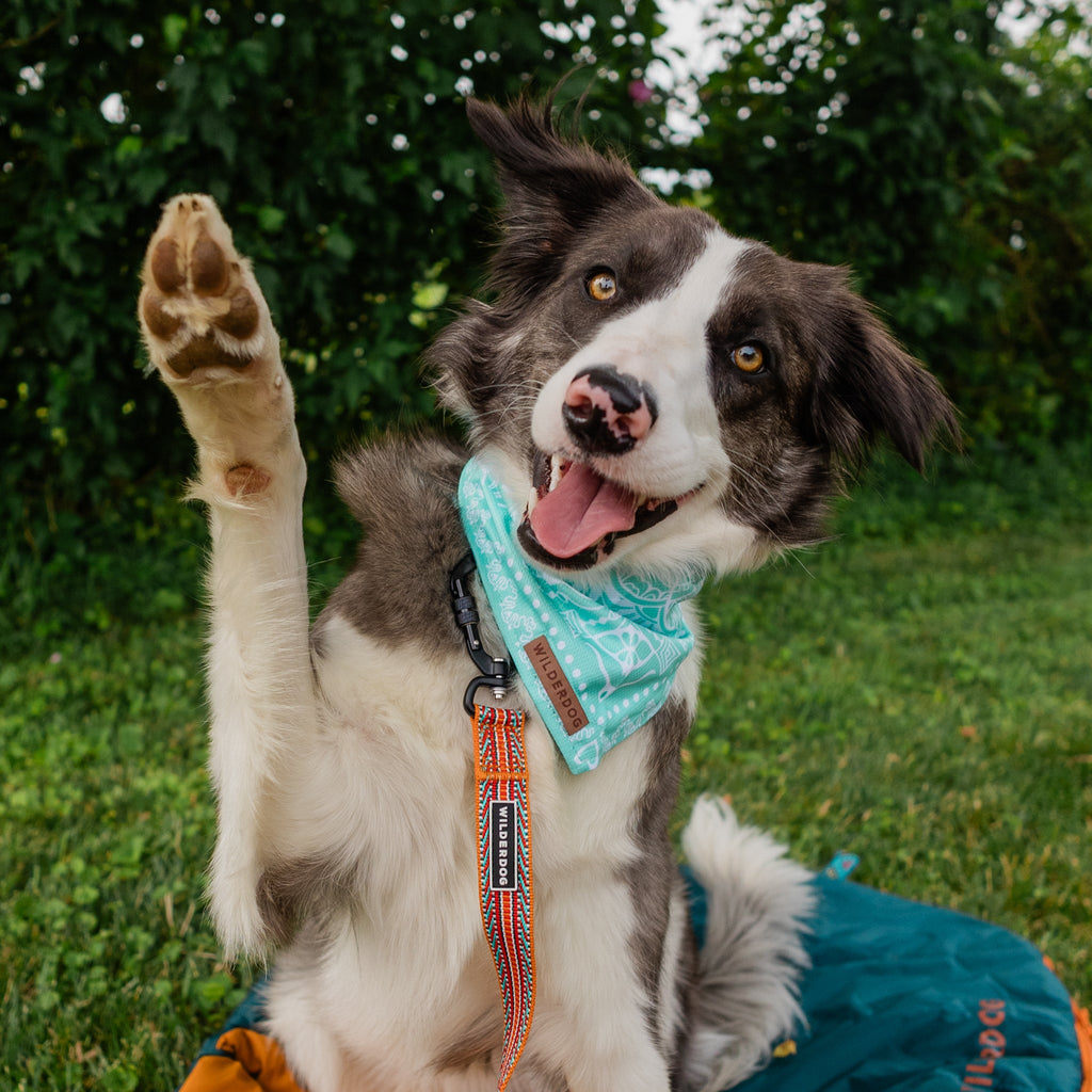 Cooling Dog Bandana product image 2