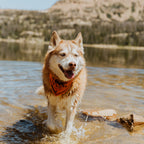 Dog Cooling Bandana product image 3