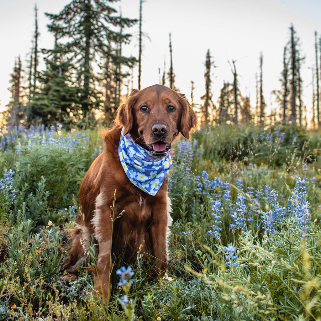 Dog Cooling Bandana product image 2