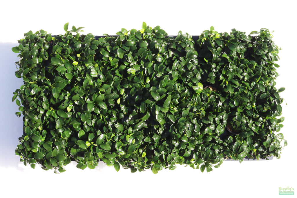 Live Anubias Nana Petite Aquarium Plant product image 29