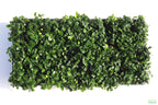 Live Anubias Nana Petite Aquarium Plant product image 29
