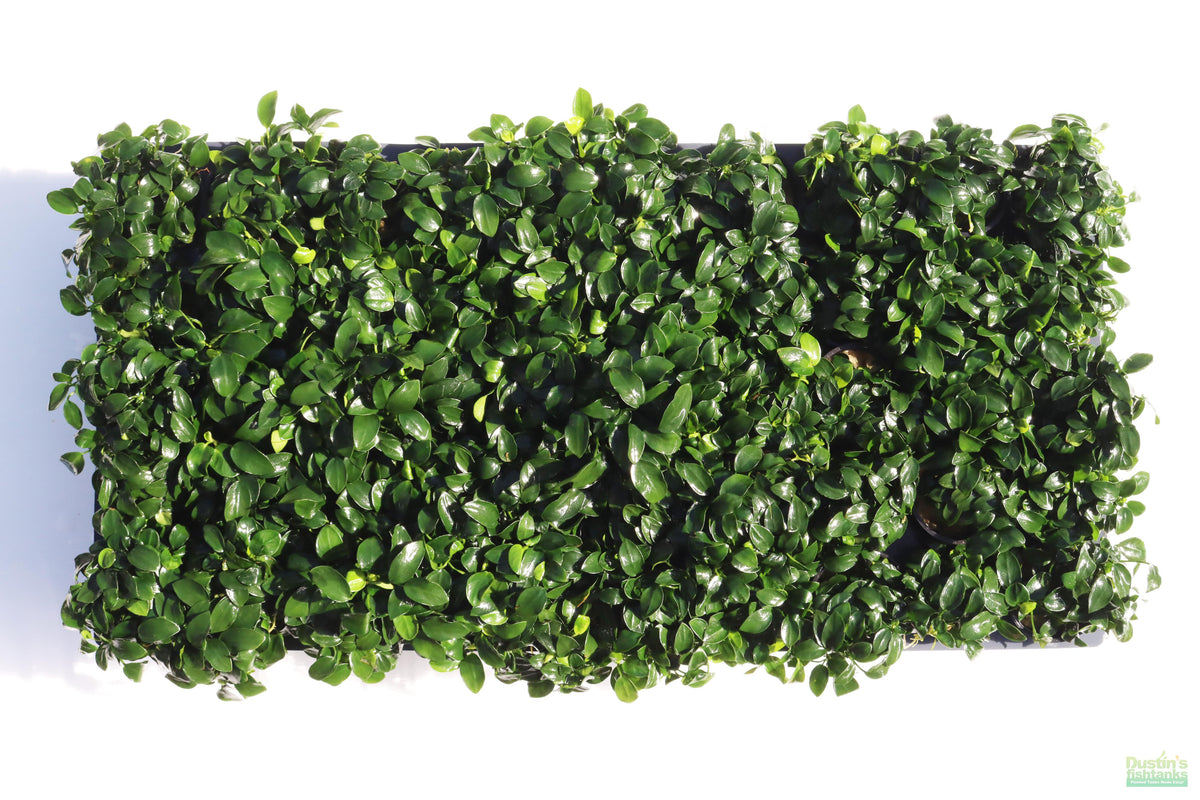 Live Anubias Nana Petite Aquarium Plant product image 29
