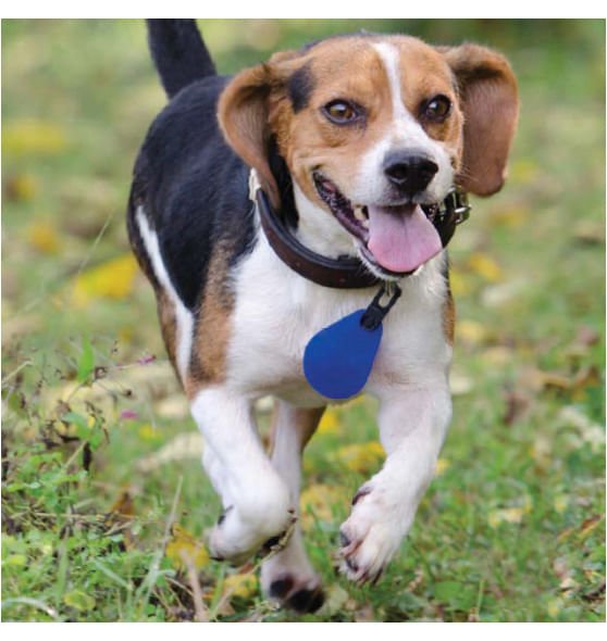 Dog Flea and Tick Medallion product image 1