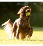 Dog Flea and Tick Medallion product image 6