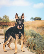 Dog Harness product image 2