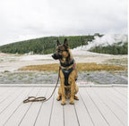 Dog Harness product image 3