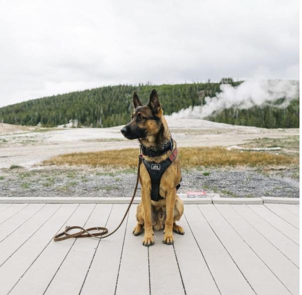Dog Harness product image 3