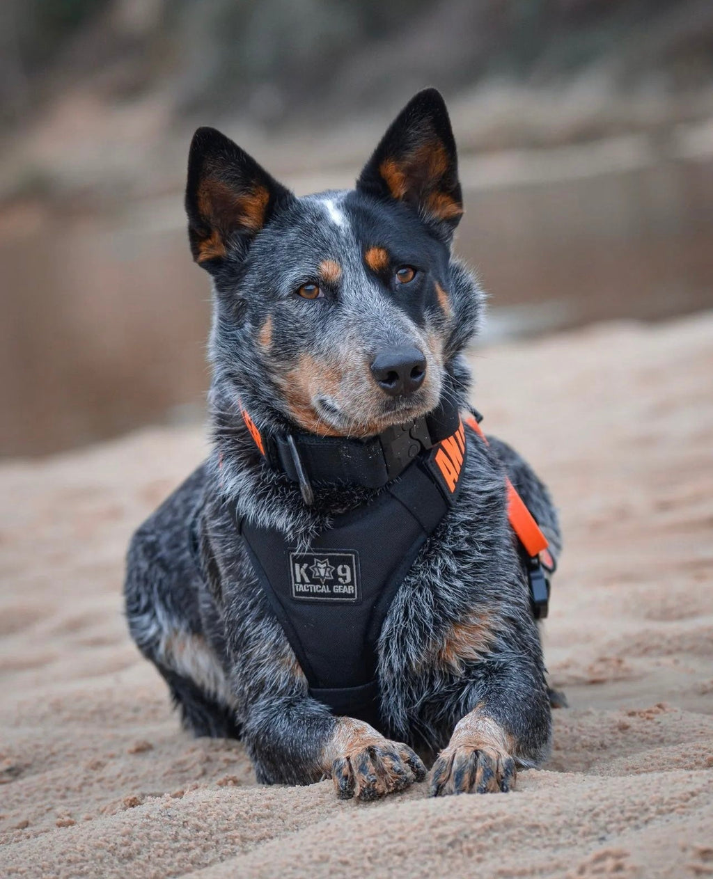 Dog Harness product image 4