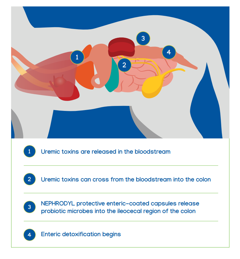 Pet Synbiotic product image 3