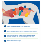 Pet Synbiotic product image 3