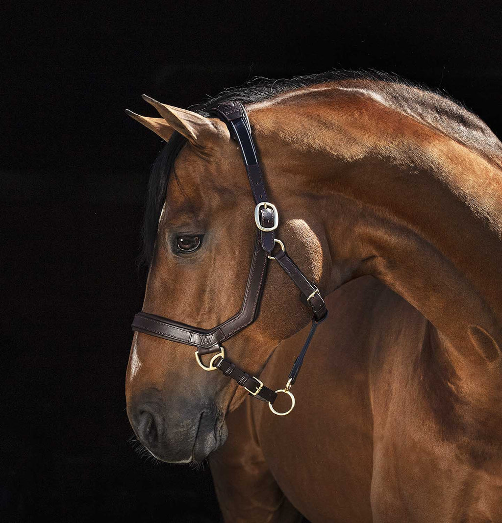Leather Horse Halter product image 1