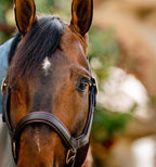 Leather Horse Halter product image 3