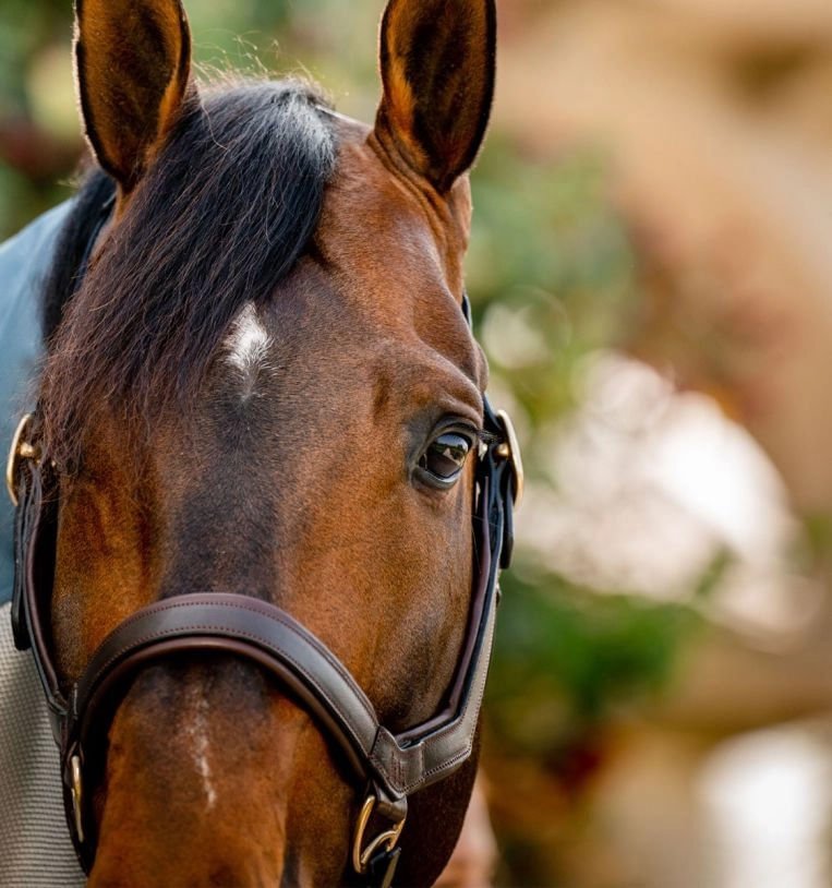 Leather Horse Halter product image 3