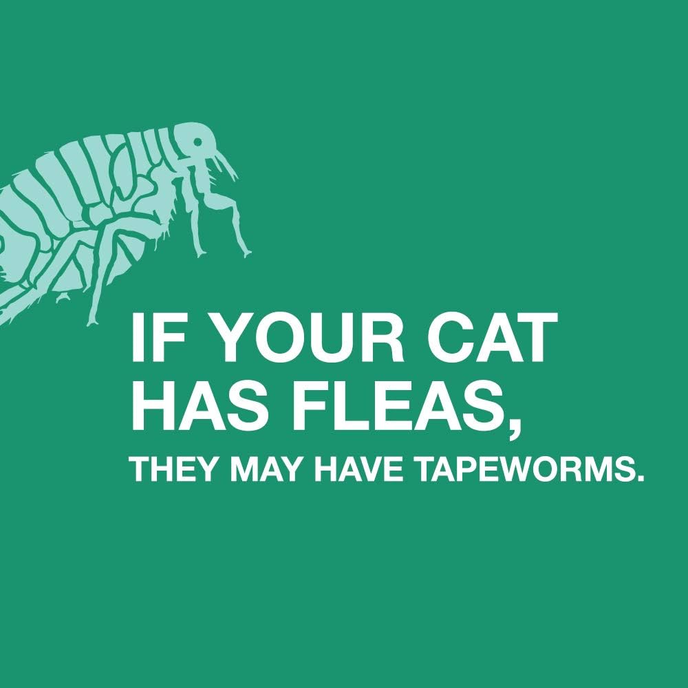 Cat Tapeworm Dewormer product image 6