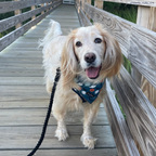 Hands-Free Dog Leash product image 4