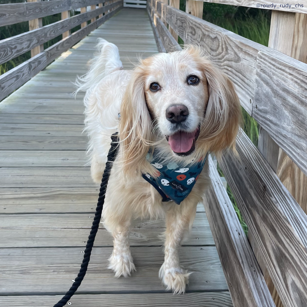 Hands-Free Dog Leash product image 4