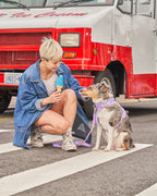 Cushioned No-Pull Dog Harness product image 45