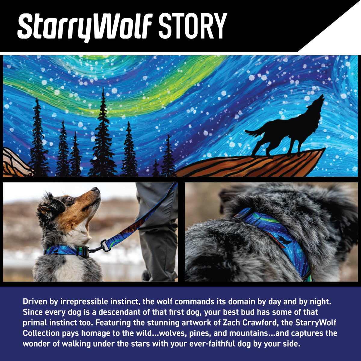 Dog Collar product image 2