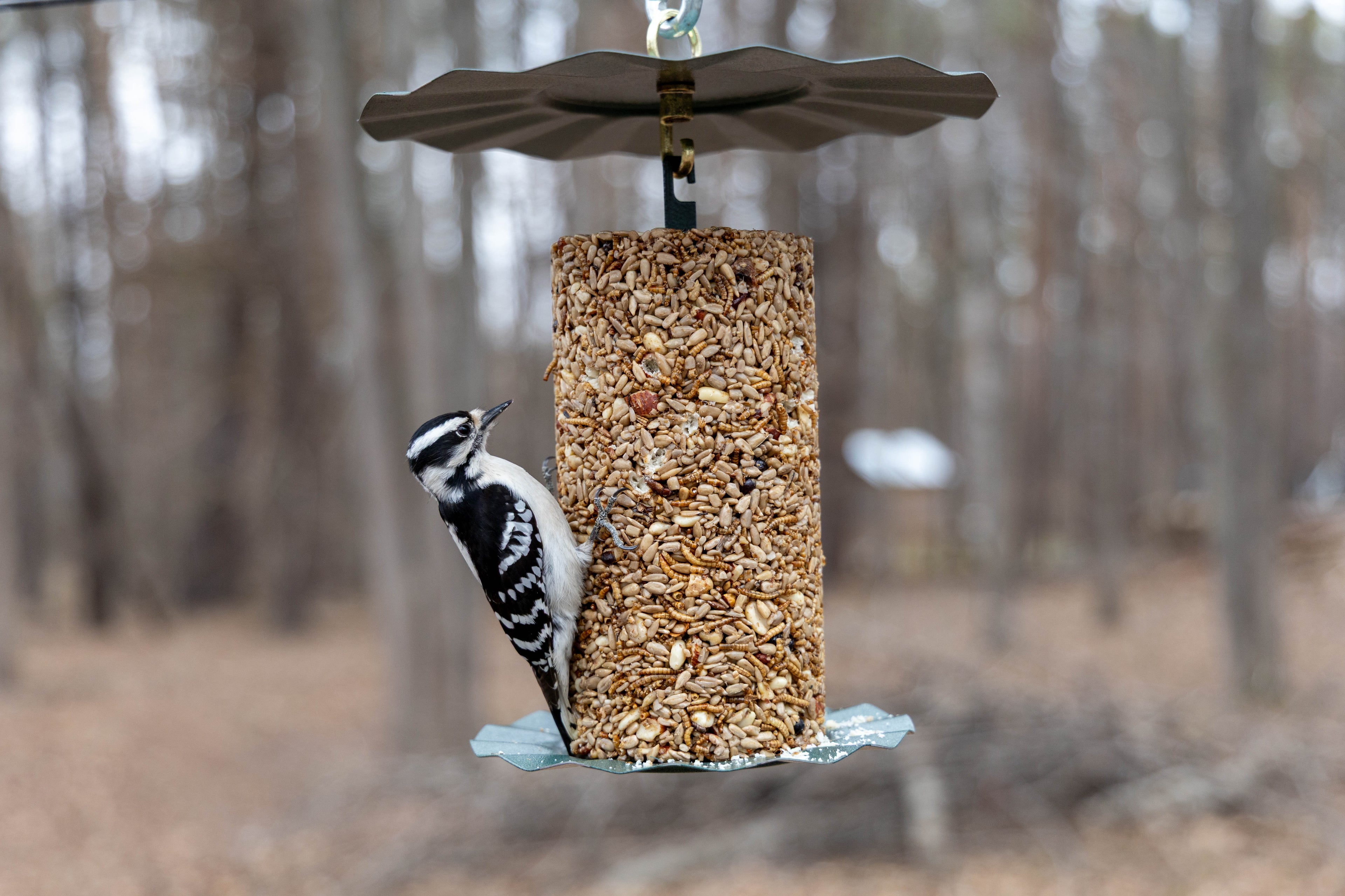 Backyard Bird Seed Cylinder product image 5