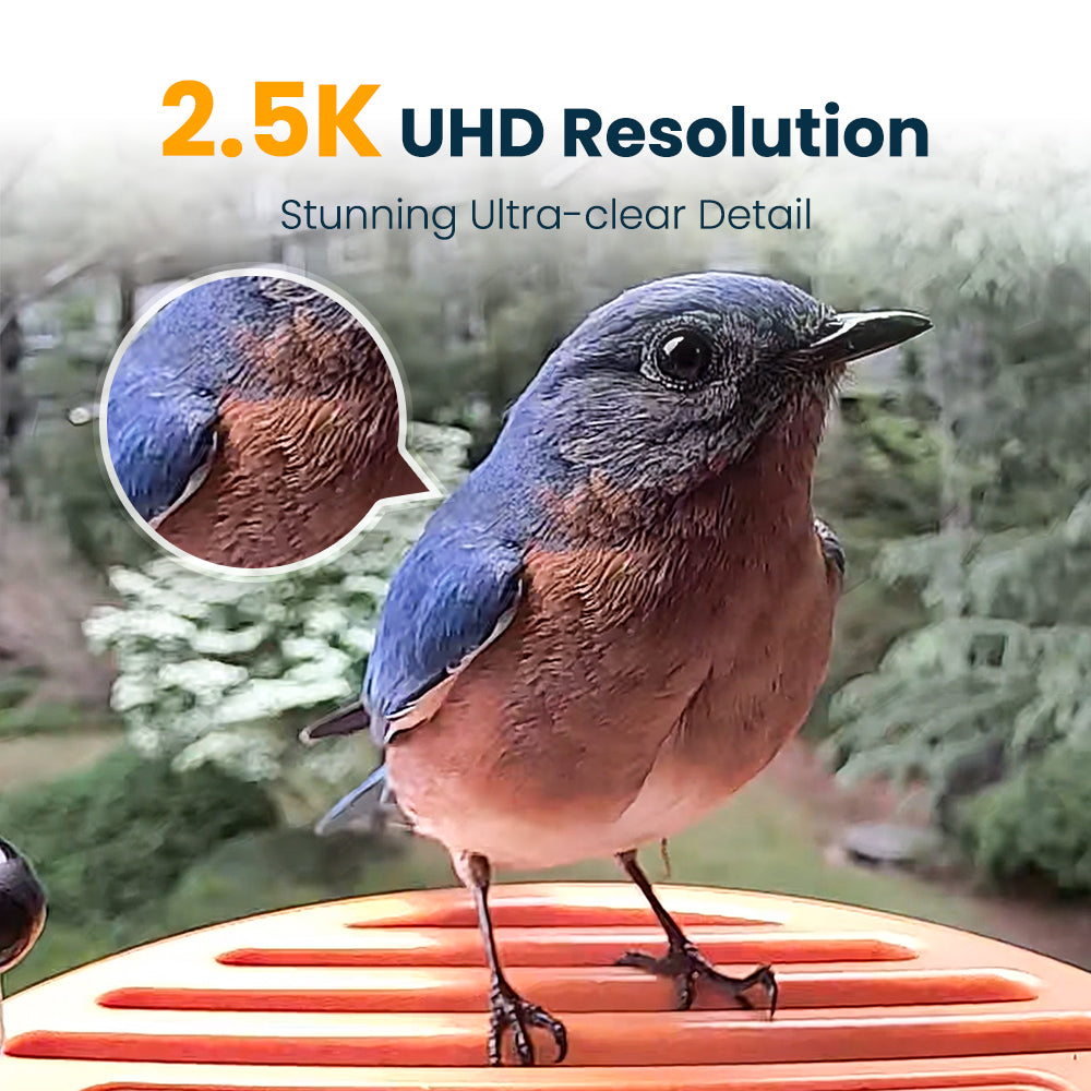 Smart Bird Feeder product image 3