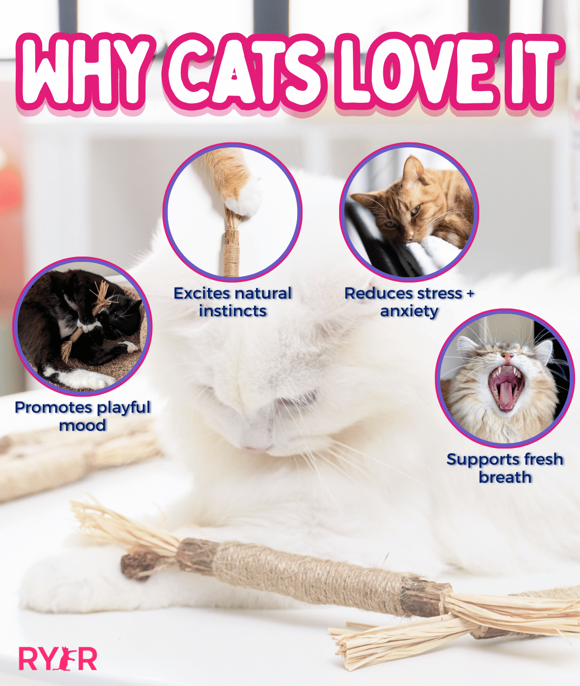 Silvervine Cat Dental Stick product image 4