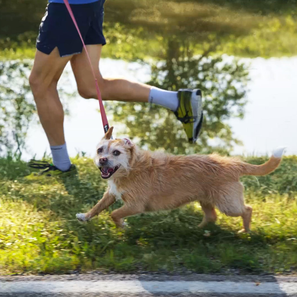 Dog Leashes product image 10