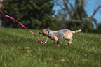 Dog Leashes product image 15