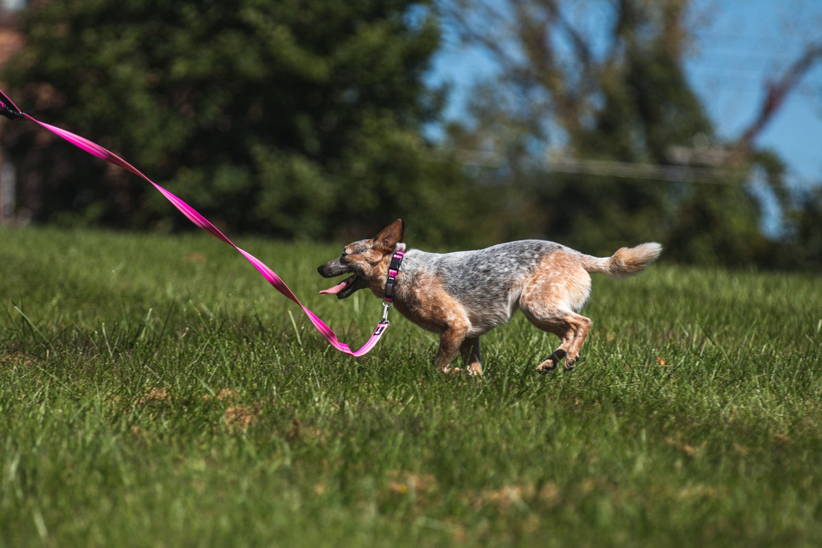 Dog Leashes product image 15