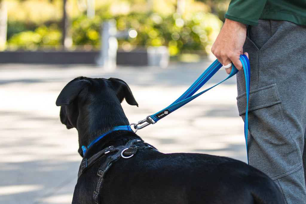 Dog Leashes product image 17