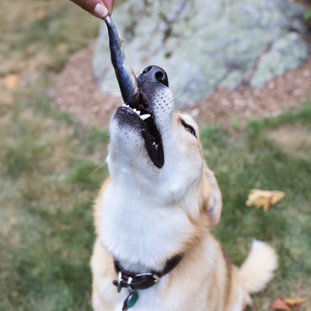 Raw Fish Pet Food product image 14