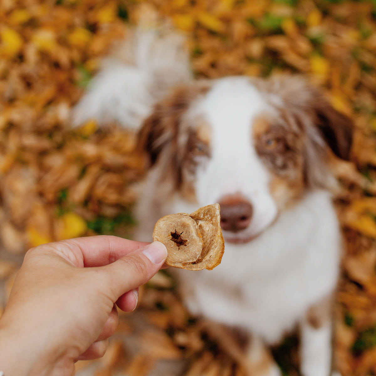 Freeze-Dried Pet Treats product image 2