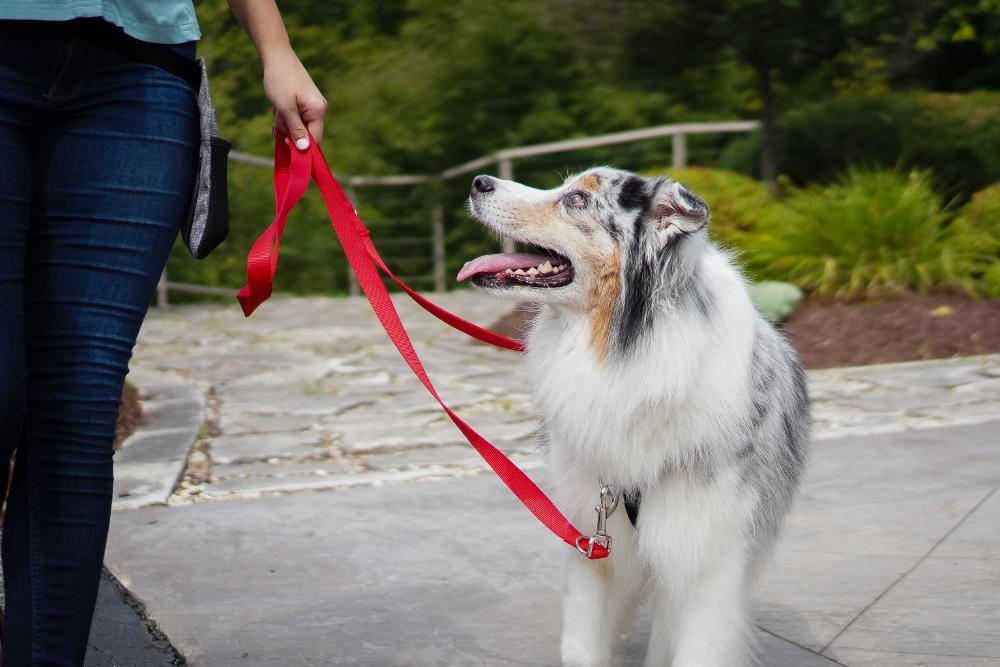 Multi-Function Dog Leash product image 2