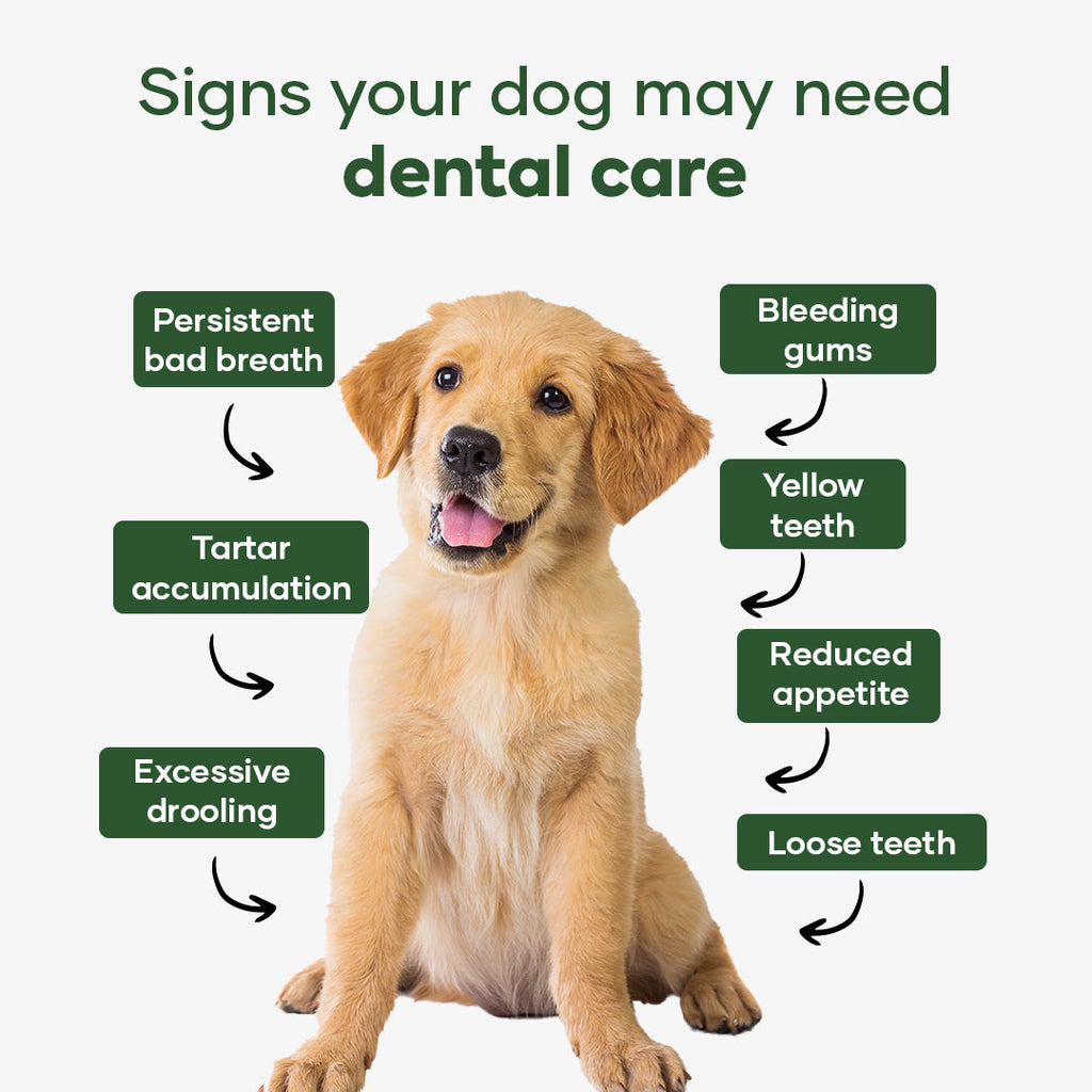 Pet Dental Powder product image 5