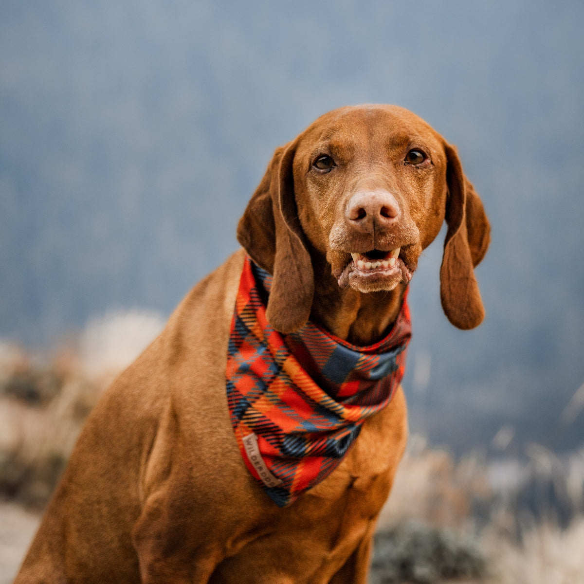 Dog Cooling Bandana product image 2