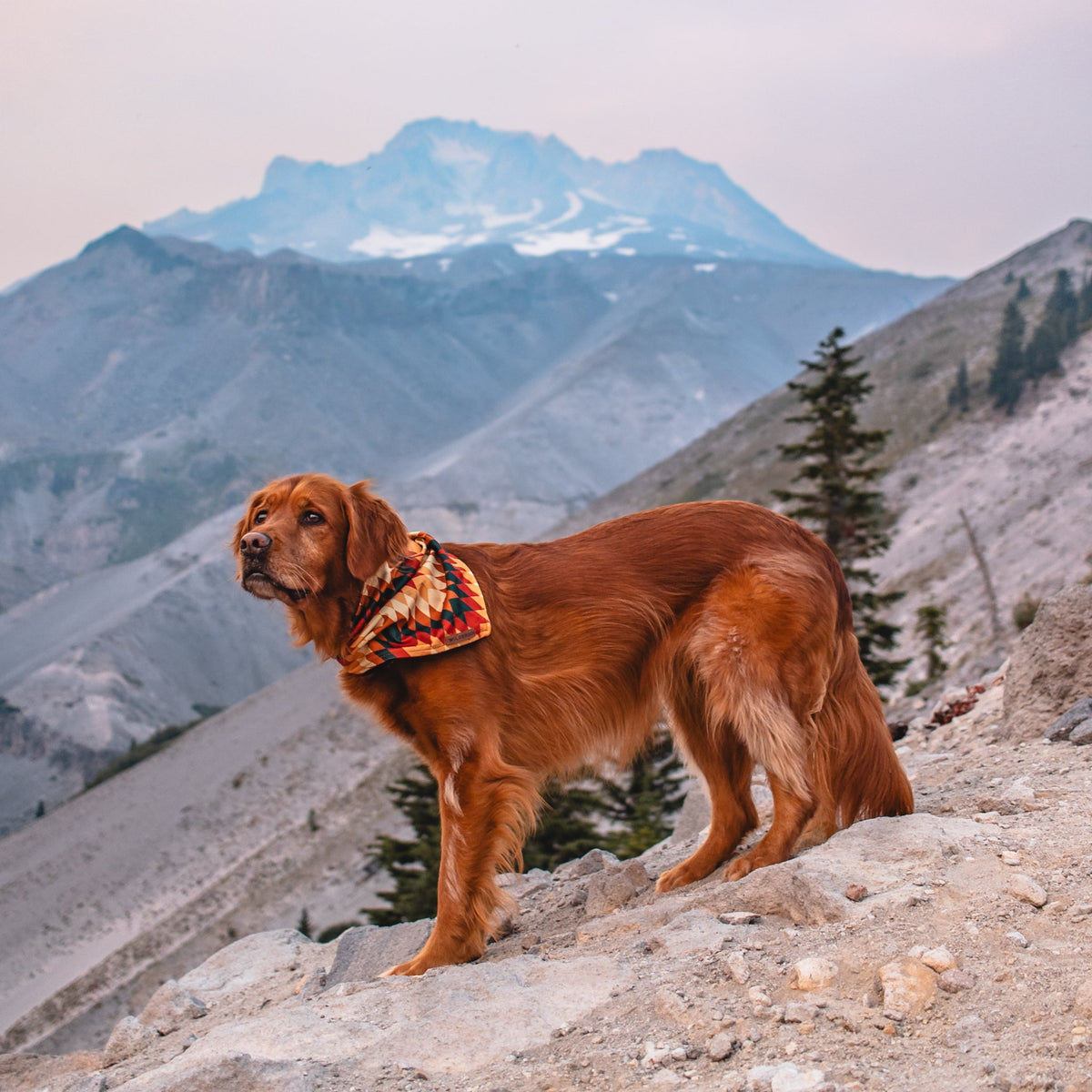 Dog Cooling Bandana product image 3