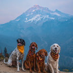 Dog Cooling Bandana product image 6