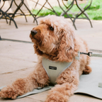 Adjustable Dog Harness product image 5