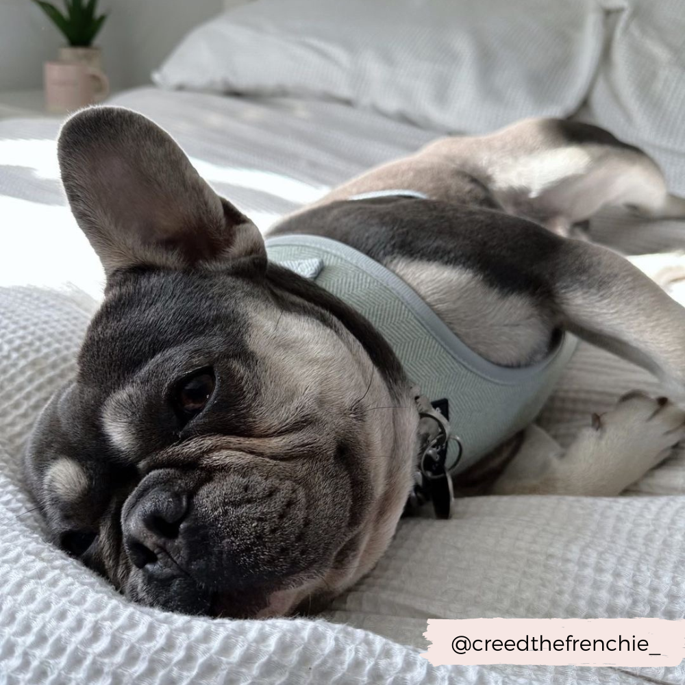 Adjustable Dog Harness product image 7