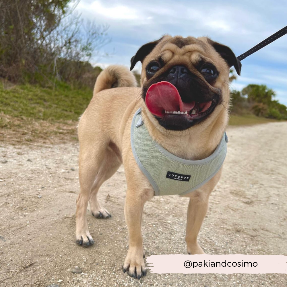 Adjustable Dog Harness product image 8
